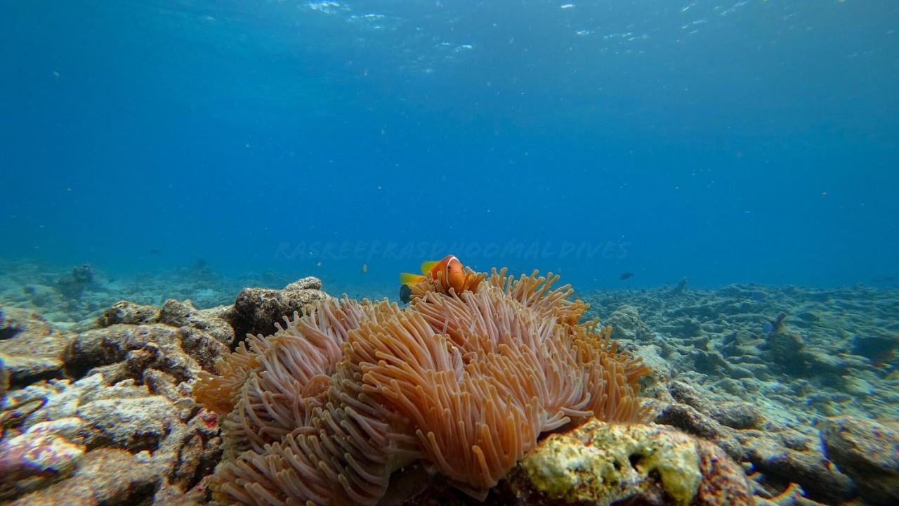 Rasreef Rasdhoo Maldives Hotel Bagian luar foto