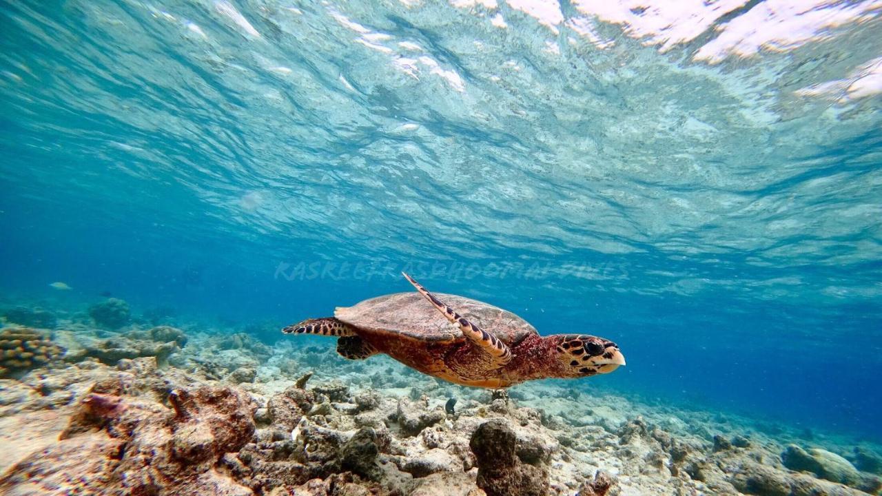 Rasreef Rasdhoo Maldives Hotel Bagian luar foto